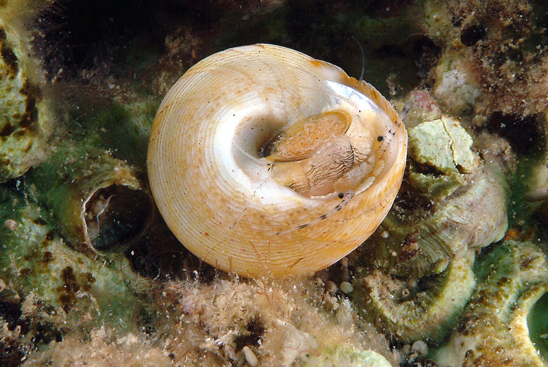 Gibbula varia